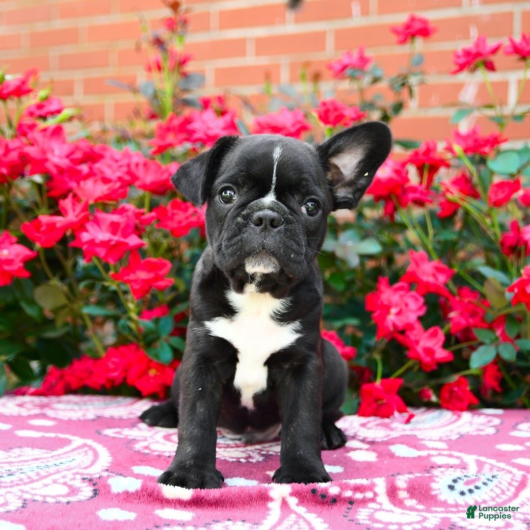 Frenchton dogs for sale: Flint - Image 3