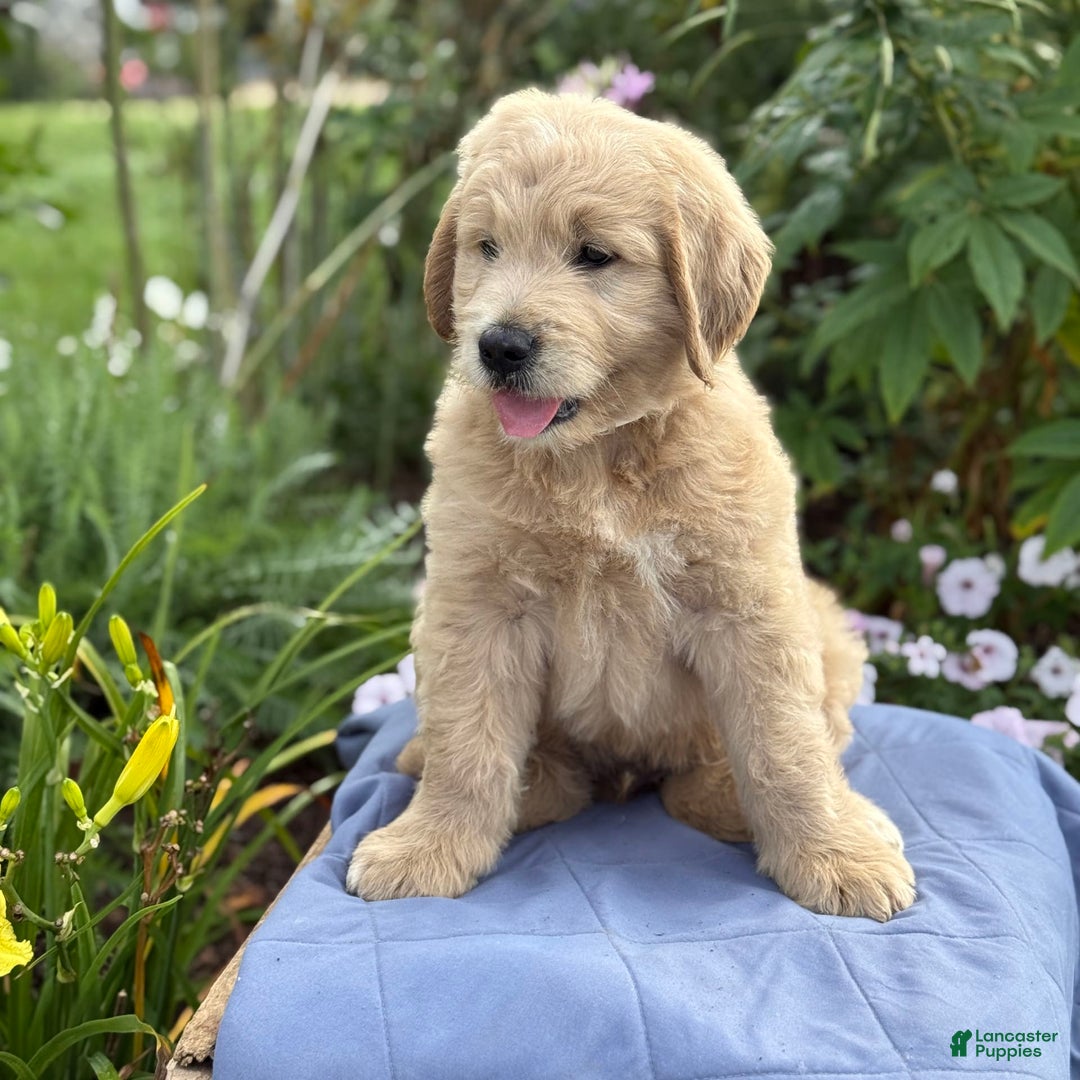 Goldendoodle dogs for sale: Justen - Image 8
