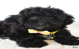 Shihpoo dogs for sale: Theo - Image 6