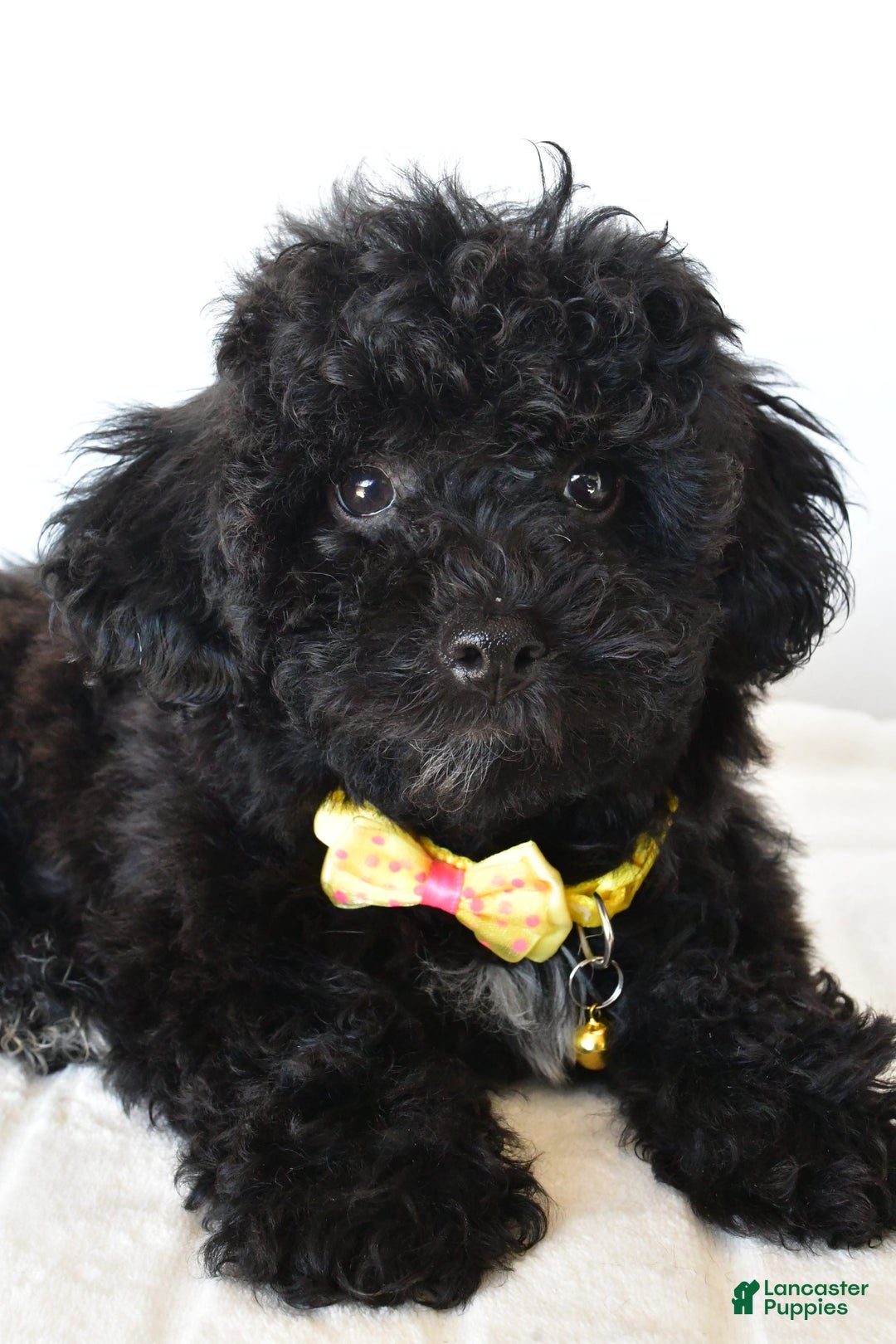 Shihpoo dogs for sale: Theo - Image 6