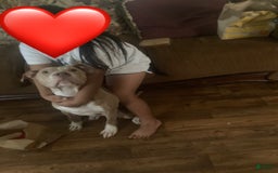American Pit Bull Terrier dogs for sale: Kilo Jr - Image 1