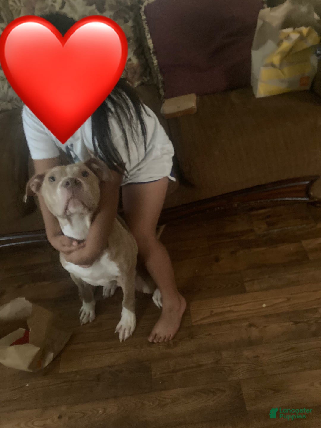 American Pit Bull Terrier dogs for sale: Kilo Jr - Image 1
