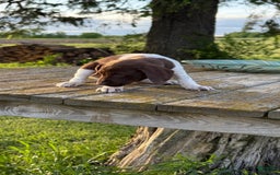 German Shorthaired Pointer dogs for sale: Remmy - Image 5