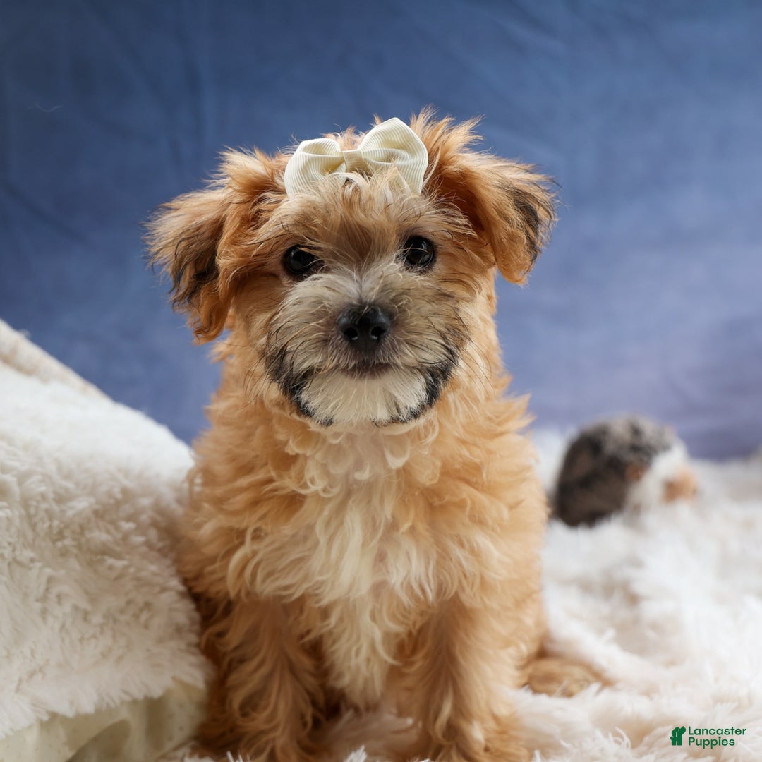 Yochon dogs for sale: Torin - Image 7