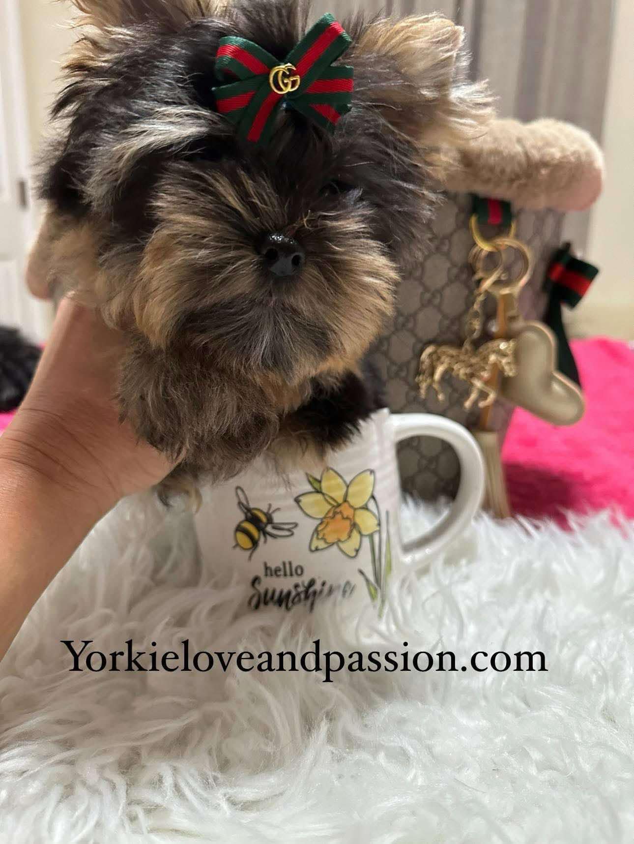 Yorkshire Terrier dogs for sale: Yorkshire Terrier 5 puppies - Image 38
