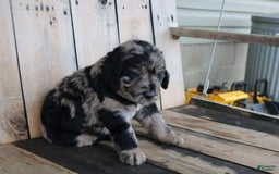 Newfoundland dogs for sale: Nolan - Image 2