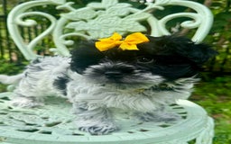 Maltipoo dogs for sale: Freckles - Image 5