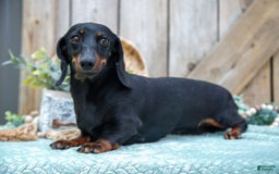 Miniature Dachshund dogs for sale: Stormy - Image 5