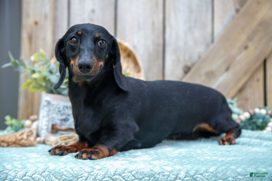 Miniature Dachshund dogs for sale: Stormy - Image 5