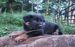 German Shepherd dogs for sale: Kai - Image 8