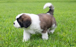 Saint Bernard dogs for sale: Holly - Image 5