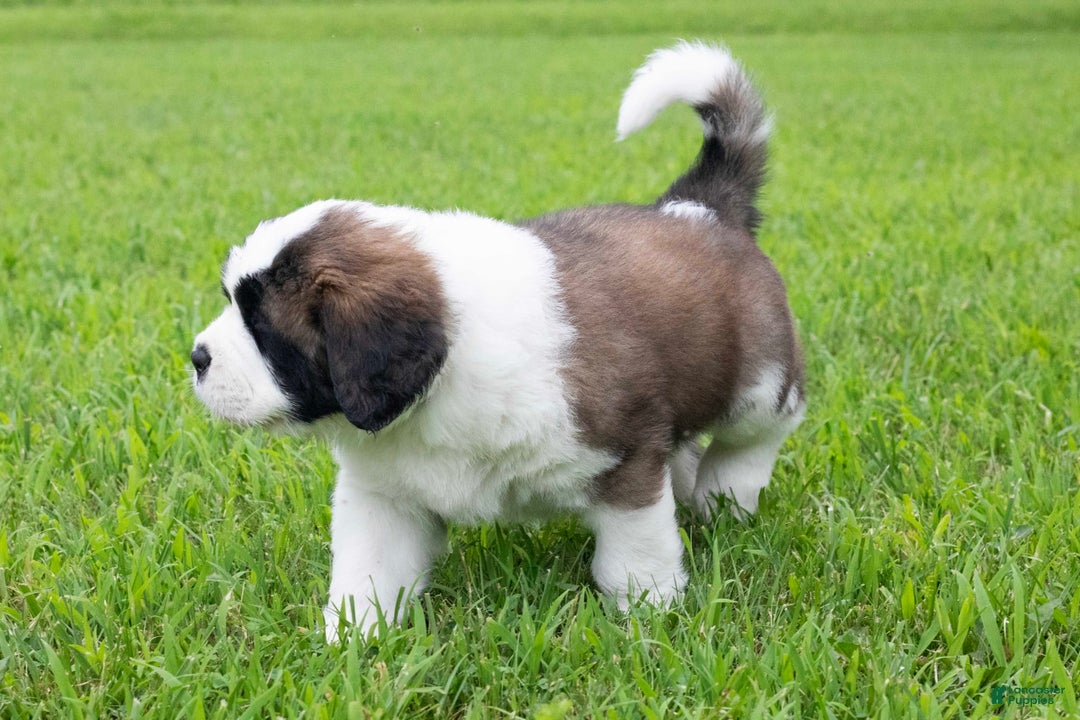 Saint Bernard dogs for sale: Holly - Image 5