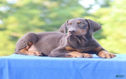 Doberman Pinscher dogs for sale: Rusty - Image 9