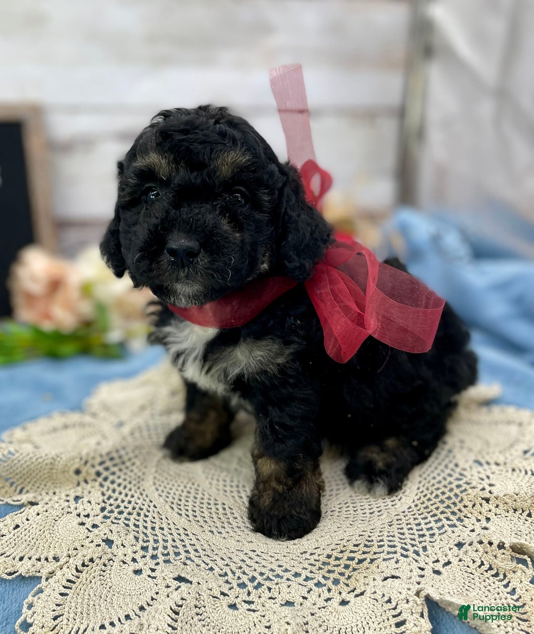 Miniature Poodle dogs for sale: Tessa - Image 4