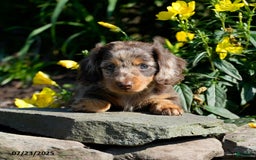Miniature Dachshund dogs for sale: Missy - Image 1
