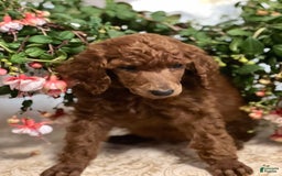Standard Poodle dogs for sale: Tucker - Image 4