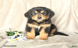 Bernese Mountain Dog dogs for sale: Solomon - Image 3