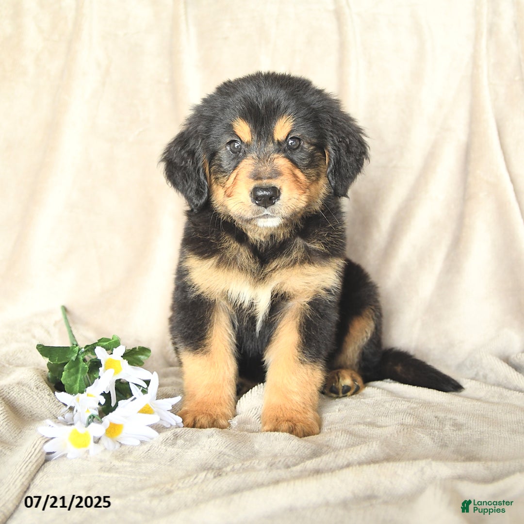 Bernese Mountain Dog dogs for sale: Solomon - Image 3