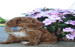 Miniature Poodle dogs for sale: Akc Patch - Image 7
