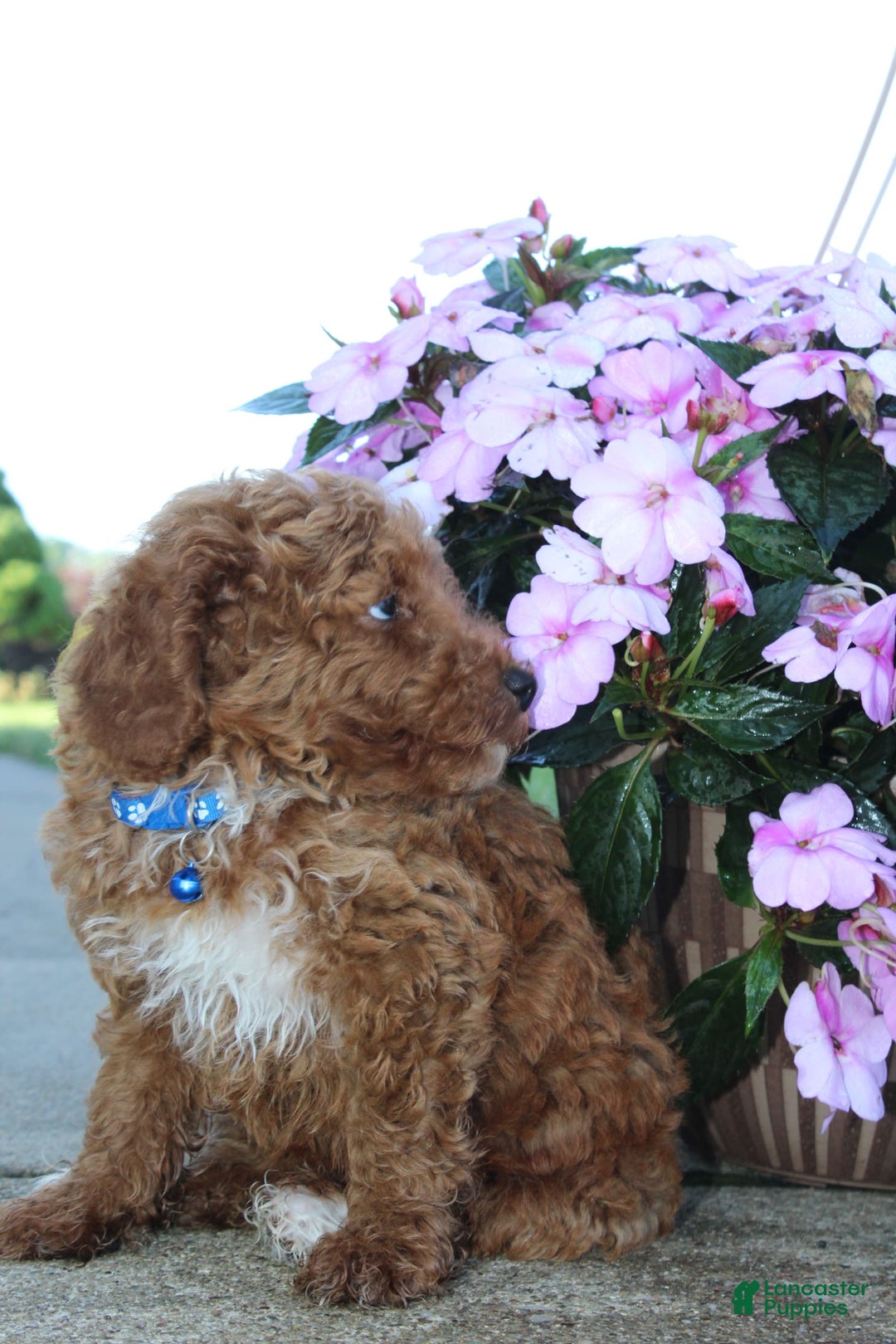 Miniature Poodle dogs for sale: Akc Patch - Image 7
