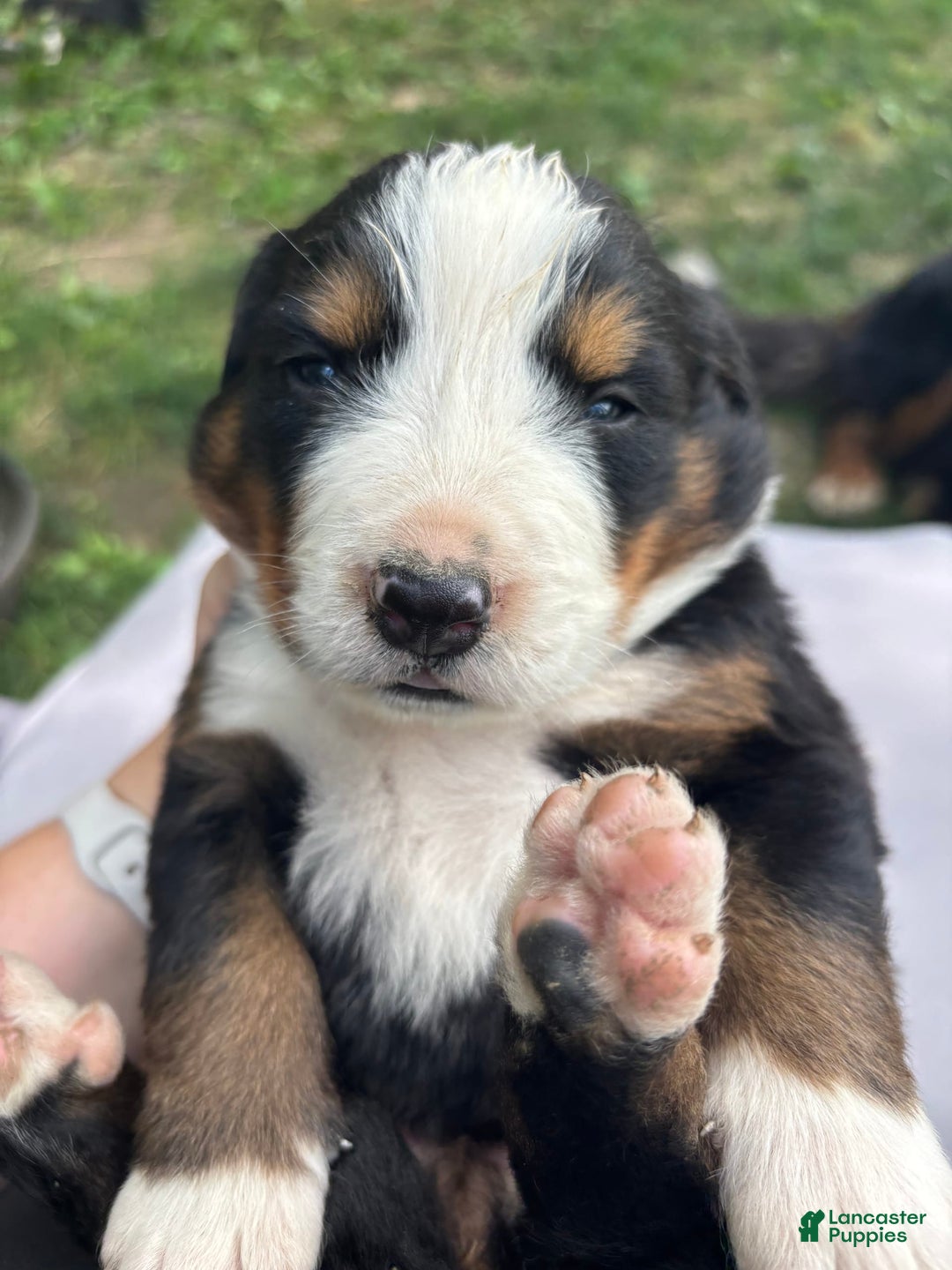 Bernese Mountain Dog dogs for sale: Pink - Image 2