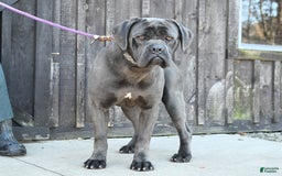 Cane Corso dogs for sale: Sapphire - Image 6
