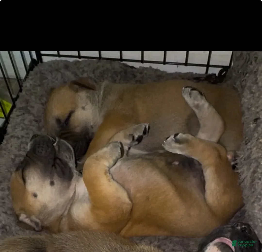 South African Boerboels dogs for sale: Debo - Image 2