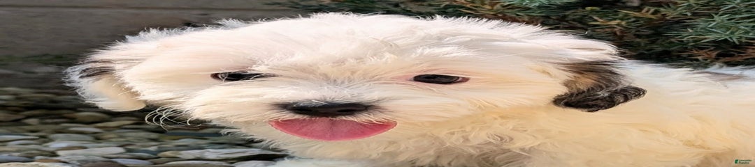 Cotton