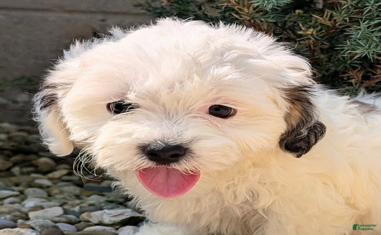 Teddy Bear dogs for sale - Ad 3