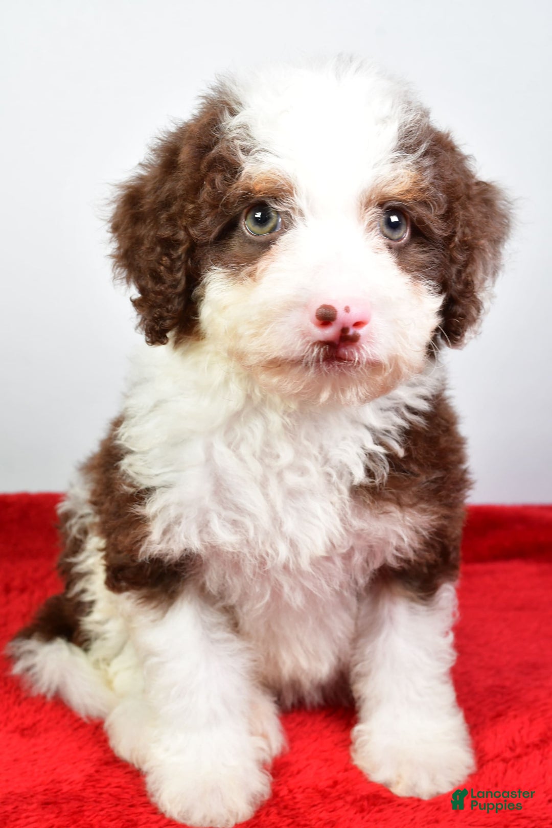 Mini Bernedoodle dogs for sale: Wendy - Image 6