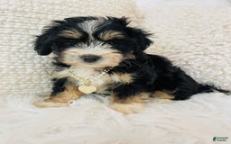 Mini Bernedoodle dogs for sale: Peach Bellini - Image 3
