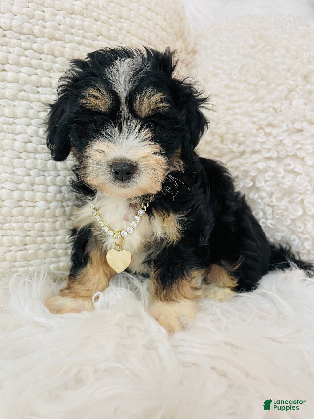 Mini Bernedoodle dogs for sale: Peach Bellini - Image 3