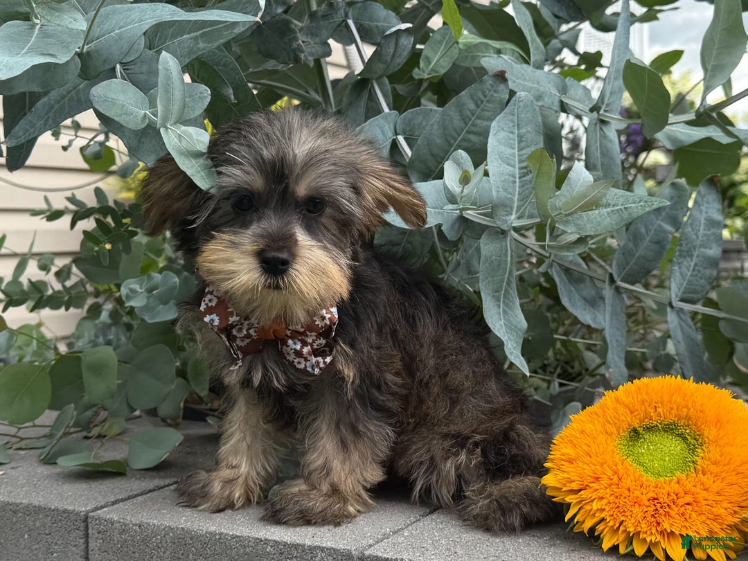 Yorkshire Terrier dogs for sale: Baxter - Image 5