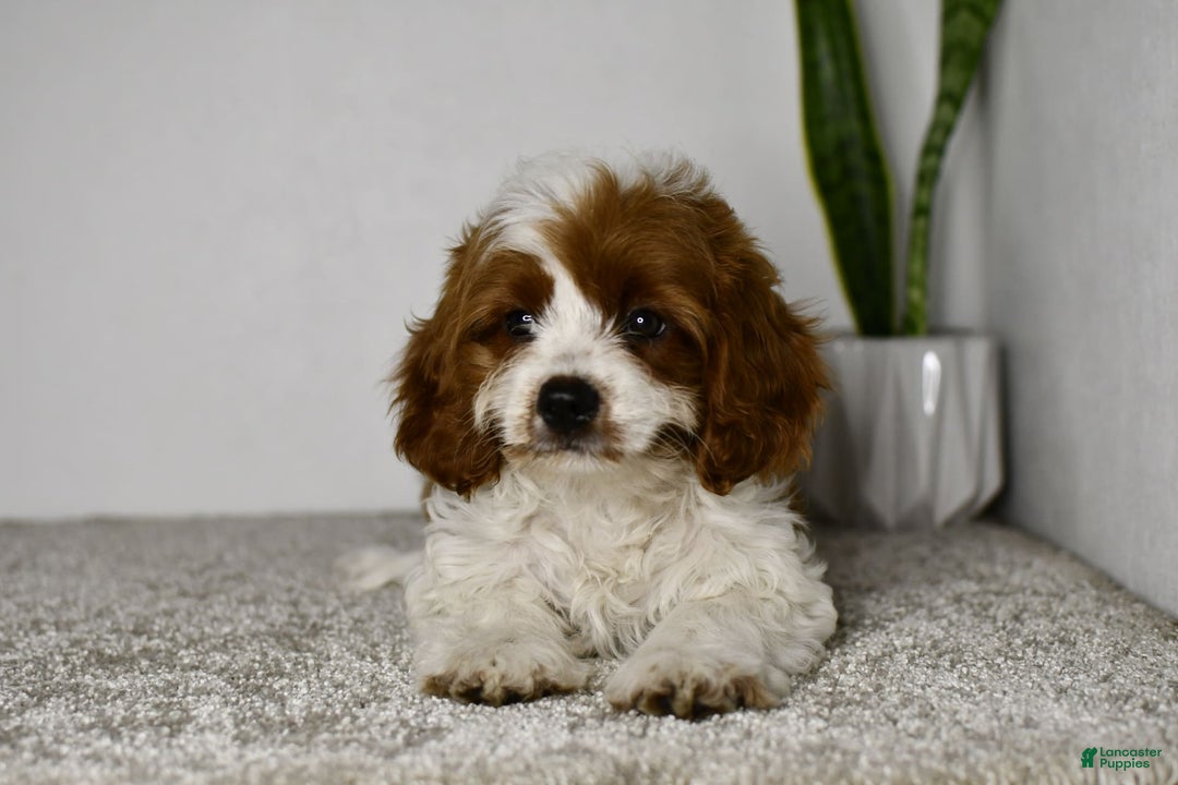 Cavapoo dogs for sale: Callie - Image 2