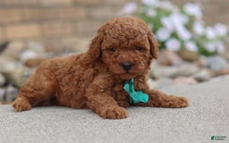 Miniature Poodle dogs for sale: Ripley - Image 5
