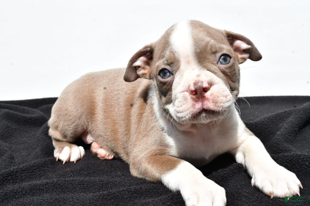 Boston Terrier dogs for sale: Jasper - Image 1