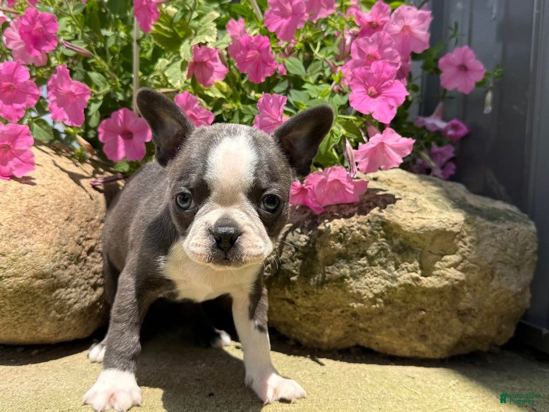Boston Terrier dogs for sale: Tuffy - Image 4