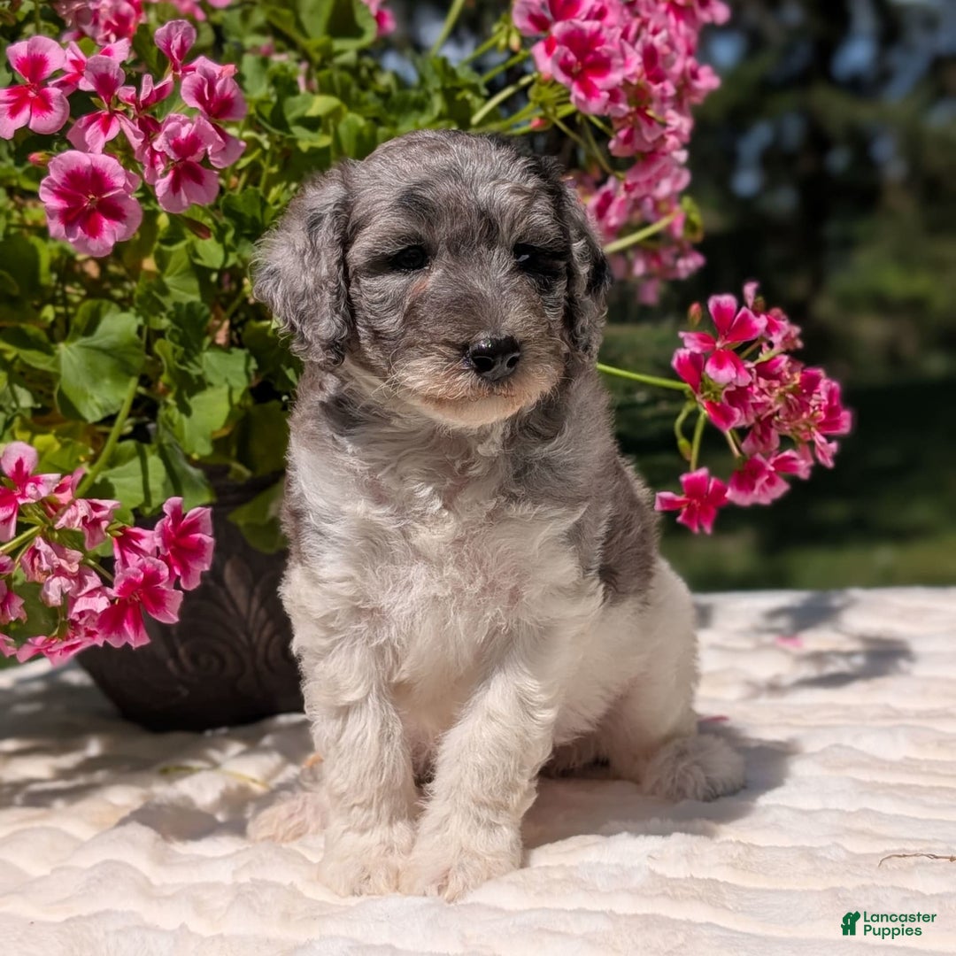 Mini Bernedoodle dogs for sale: Sasha - Image 5