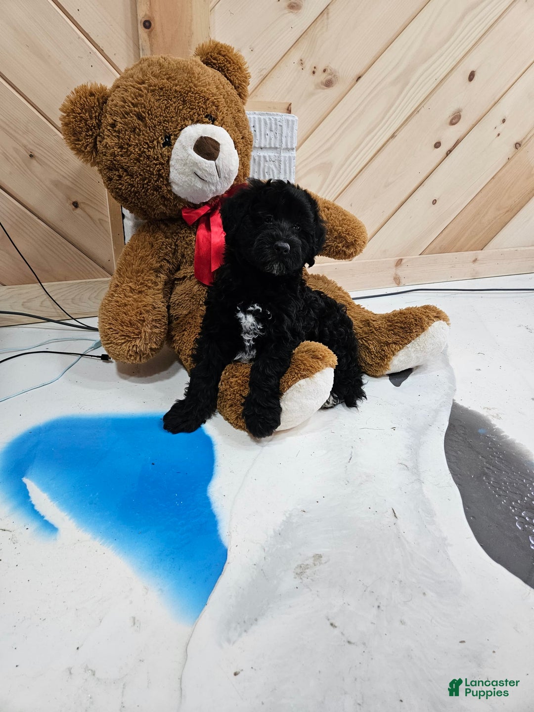 Portuguese Water Dog dogs for sale: Sara - Image 5