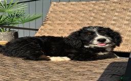 Bernedoodle dogs for sale: Maggie - Image 9