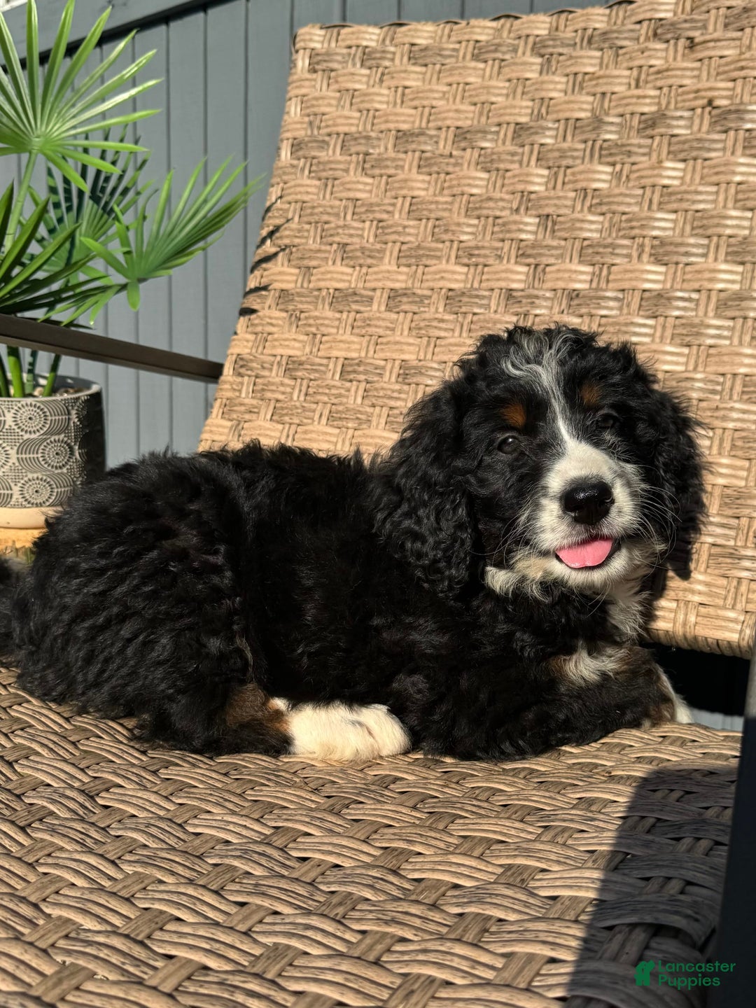 Bernedoodle dogs for sale: Maggie - Image 9