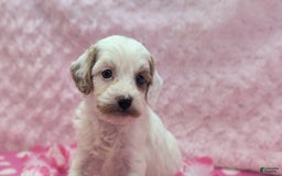 Cavapoo dogs for sale: Forky - Image 13