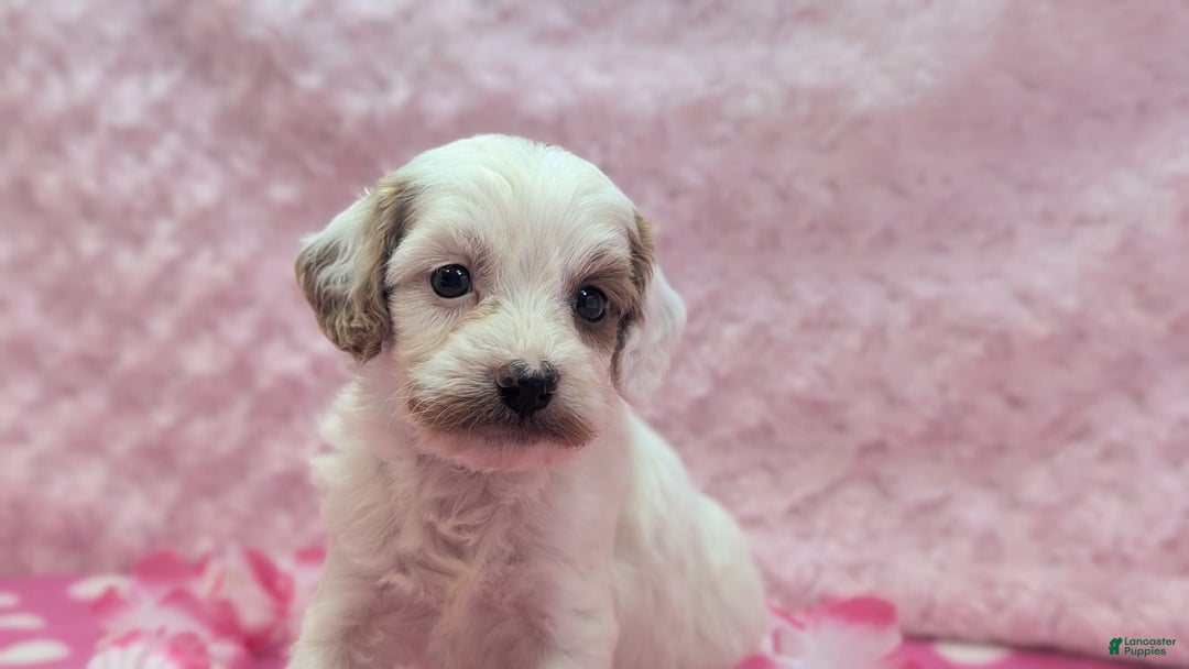 Cavapoo dogs for sale: Forky - Image 13
