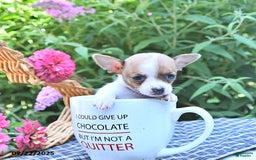Chihuahua dogs for sale: Diana - Image 2