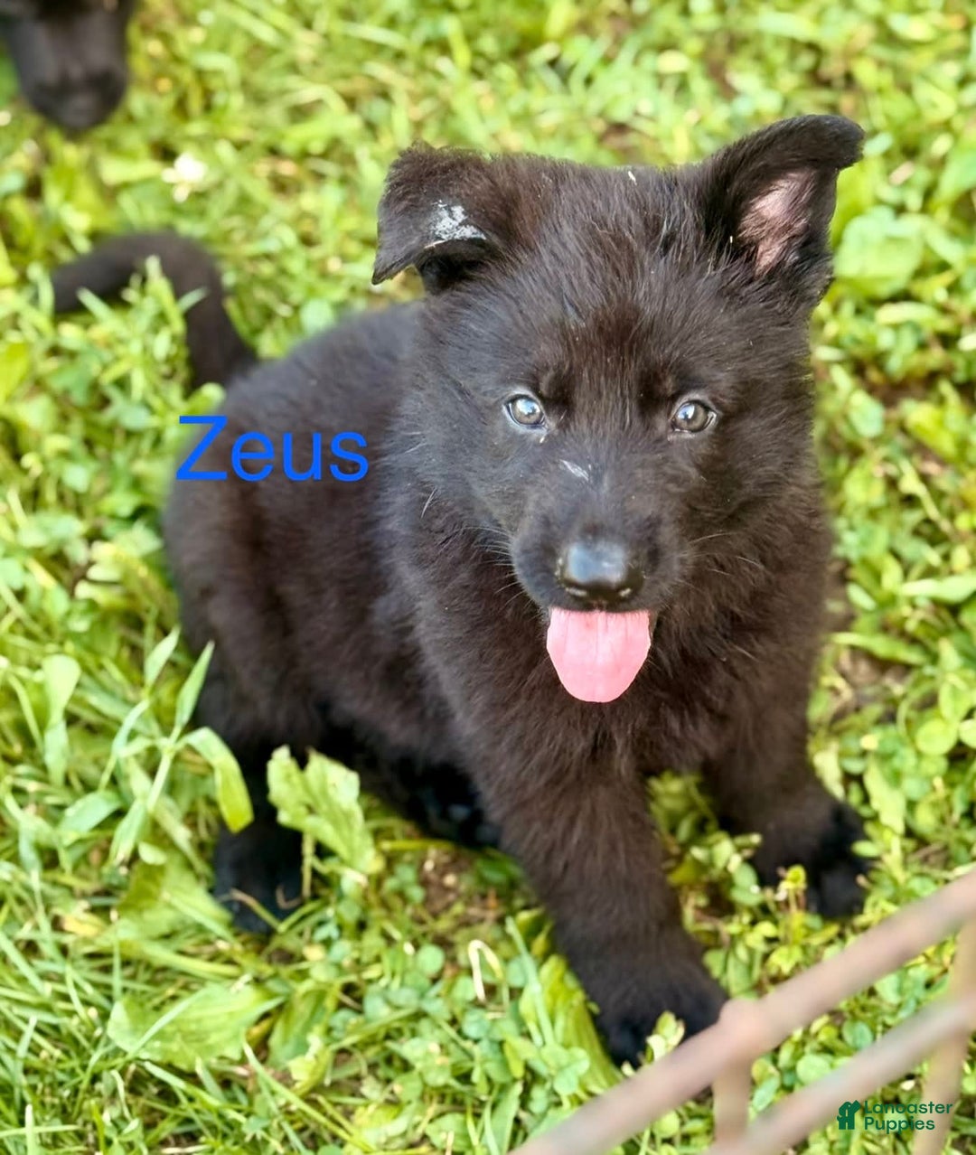 German Shepherd dogs for sale: Zeus - Image 2