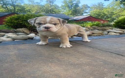 French Bulldog dogs for sale: Milly - Image 9