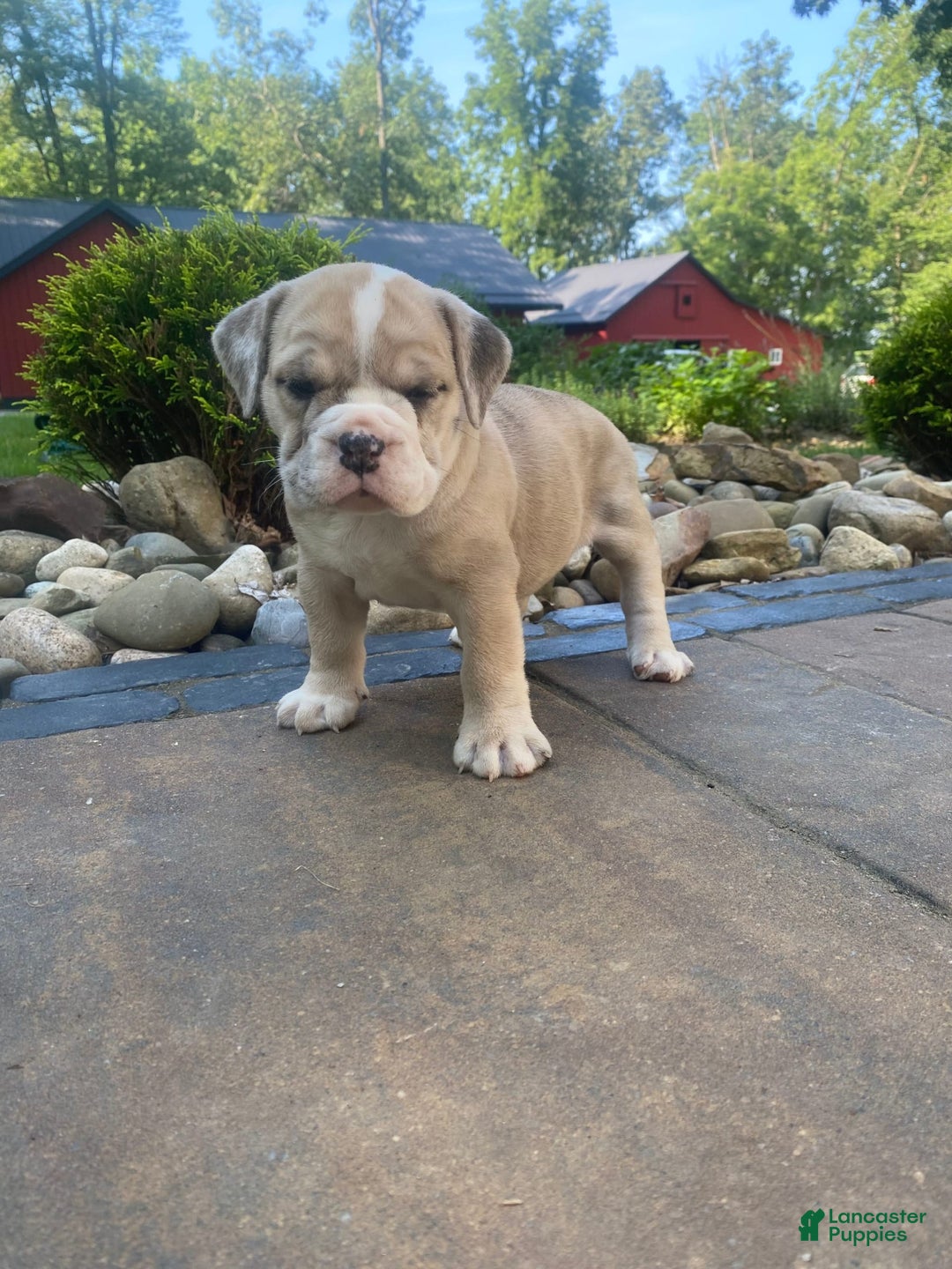 French Bulldog dogs for sale: Milly - Image 9