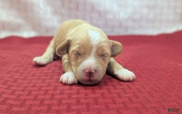 Cockapoo dogs for sale: Snotlout - Image 1