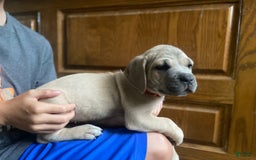 Cane Corso dogs for sale: Red Collar - Image 2