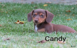 Dachshund dogs for sale: Candy - Image 2